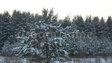 冬季森林。 冬天的森林，树木覆盖着雪。 冬天森林里的圣诞树很近